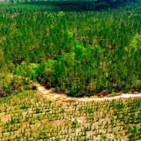 Tiger Creek Timber images 5