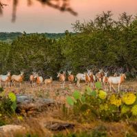Real County Highveld Ranch W of Kerrville images 5