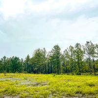 29 Acres CR 257 T-1