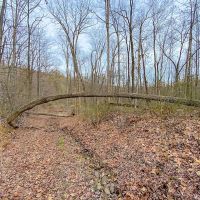 Beavers Ridge Rd - 80 acres - Pike County images 2