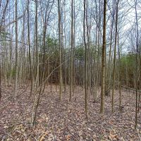 Beavers Ridge Rd - 80 acres - Pike County images 3