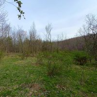 Beavers Ridge Rd - 80 acres - Pike County images 4