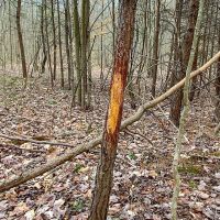 Beavers Ridge Rd - 80 acres - Pike County images 5