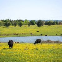 187 acres Chadwick Hogan Rd Chappell Hill TX 77426 images 4