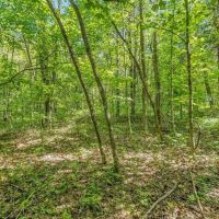80 Acre Hunting Tract - Oil Wells - Bowling Green Kentucky images 5