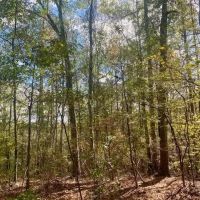 18.94 acres in Lincoln County images 3
