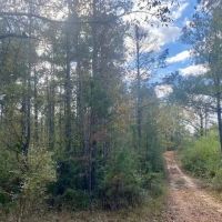 18.94 acres in Lincoln County images 4