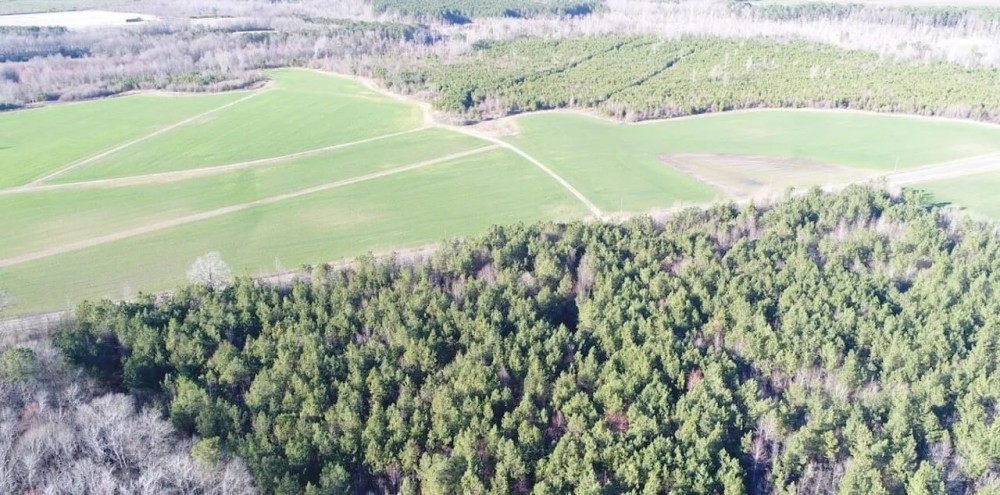 204 acres of Cropland Timberland Hunting Land for Sale In Greene County NC featured image