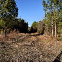 204 acres of Cropland Timberland Hunting Land for Sale In Greene County NC images 4