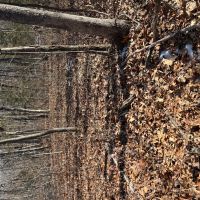 10 Wooded Acres Near Truman Lake images 2