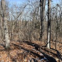 10 Wooded Acres Near Truman Lake images 4