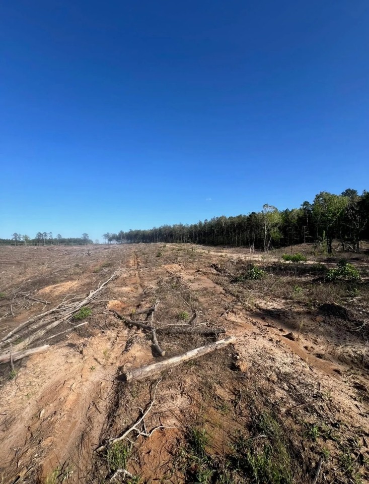 Jackson Parish Timber Tract 4 featured image