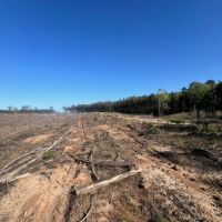Jackson Parish Timber Tract 4