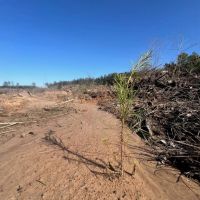 Jackson Parish Timber Tract 4 images 3