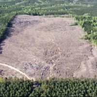 Jackson Parish Timber Tract 4 images 5