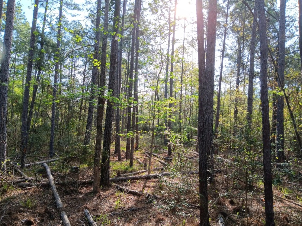 54 acres near Davy Crockett National Forest featured image