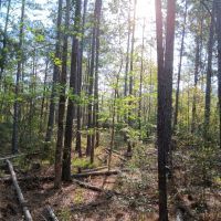 54 acres near Davy Crockett National Forest