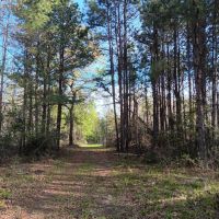54 acres near Davy Crockett National Forest images 2