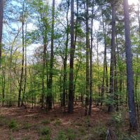54 acres near Davy Crockett National Forest images 3
