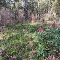 54 acres near Davy Crockett National Forest images 4