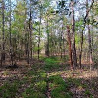 54 acres near Davy Crockett National Forest images 5