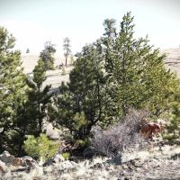 Hidden Meadows Ranch images 2