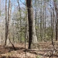 26.16 AC PRIVATE SECLUDED MTN VIEWS CREEK SEVERAL BUILDING SITES images 4