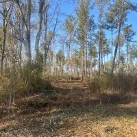 15.4 acres Walthall Co images 5