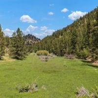 Four S Land Cattle images 2