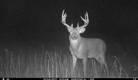 Grundy Whitetails 81 featured image