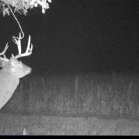 Grundy Whitetails 81 images 3