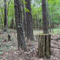 180 Acres County Line Road images 4