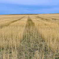 LoMac Farms images 3