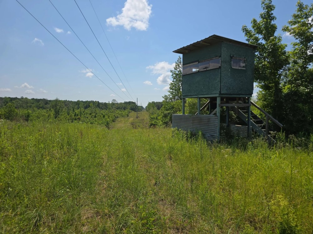 115 - Acres of Prime Hunting Property in McCall Creek MS featured image