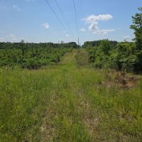 115 - Acres of Prime Hunting Property in McCall Creek MS images 3