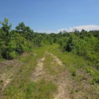 115 - Acres of Prime Hunting Property in McCall Creek MS images 4