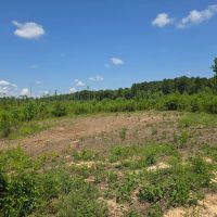115 - Acres of Prime Hunting Property in McCall Creek MS images 5