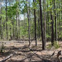 Pine Tree Road E
