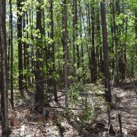 Pine Tree Road E images 2