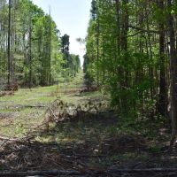 Pine Tree Road E images 3