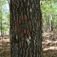 Pine Tree Road E images 4