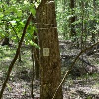 Pine Tree Road E images 5