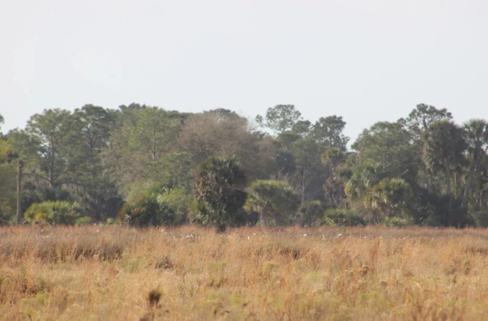 697 Acre St. Lucie County Ranch featured image