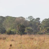 697 Acre St. Lucie County Ranch
