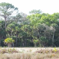 697 Acre St. Lucie County Ranch images 3