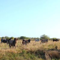 697 Acre St. Lucie County Ranch images 4