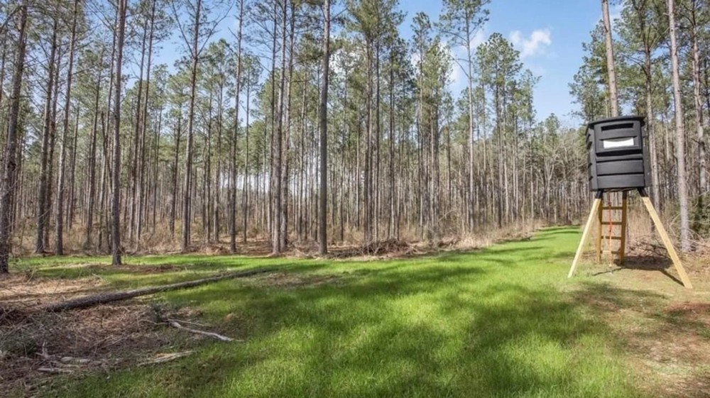 Amite County Hunting Land for Sale featured image