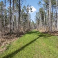 Amite County Hunting Land for Sale images 2