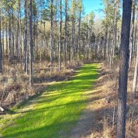 Amite County Hunting Land for Sale images 3