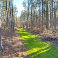 Amite County Hunting Land for Sale images 4